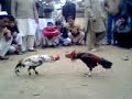 murgha fight in kts.mp4 new