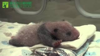 大貓熊寶寶圓仔打呵欠 Giant Panda Baby Yawning