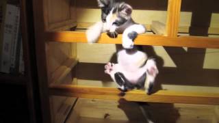 super cute kitten doing horizontal pull-ups 可愛貓咪吊單槓