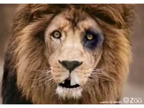 JUEGO DE TIGRES Y LEONES juego de tigres y leones: