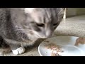 Epic Funny Cats 20 Minutes