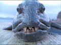 most Amazing and Bizarre Deep Sea Creatures