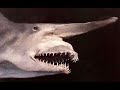most Amazing and Bizarre Deep Sea Creatures