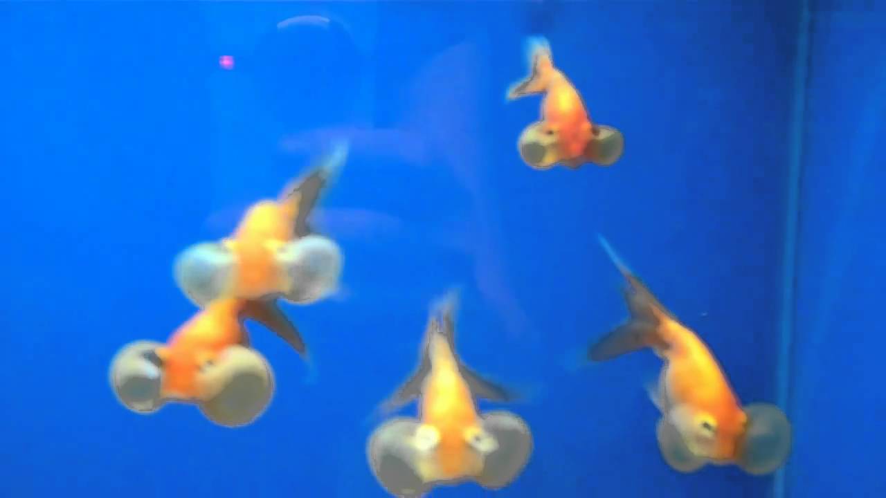 bubble eye goldfish standard