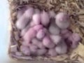 Mastomys natalensis et leur portée