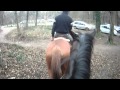 Extrait de balade dans la forêt de Maisons-Laffitte - 05/01/2014