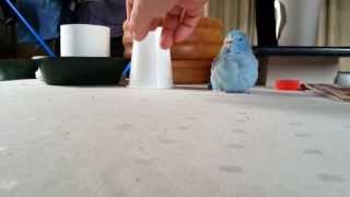 Parrotlet vs Cup -- Who will win?