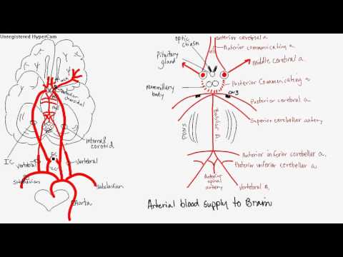 Arterial Blood flow to brain - YouTube