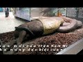 Thực hành: Xem phim về một số Tập tính ở Động Vật (Nhóm 4- Lớp 11a1)