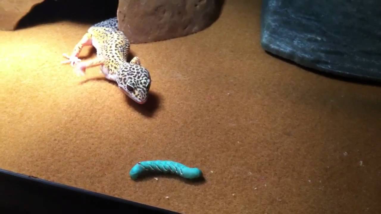 Leopard Gecko VS. Hornworm - YouTube