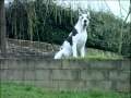 Le Dogue Allemand : Origine, personnalité, éducation, santé, hygiène, choix du chiot