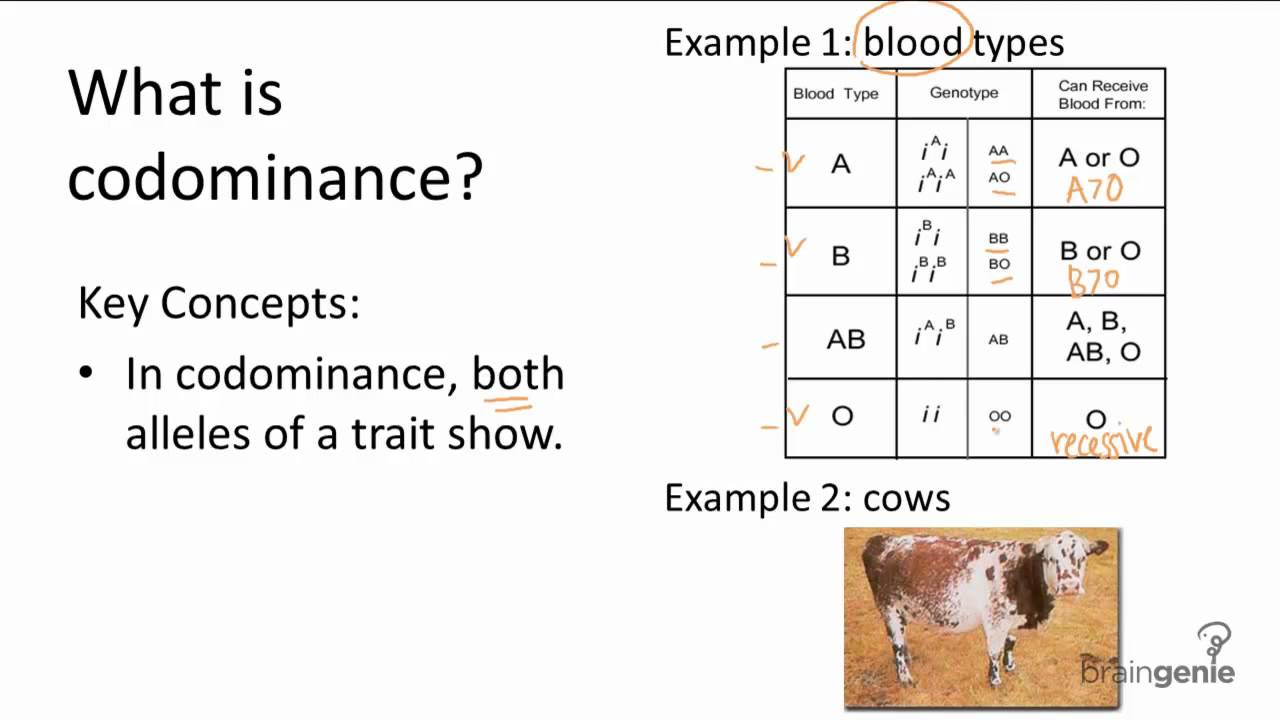 9.4.1 Codominance - YouTube