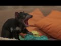 Tasmanian Devil Joeys
