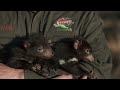 Tasmanian Devil Joeys