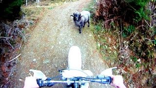 Angry ram attacks motorcyclist. (The original)-  As seen on CNN world news