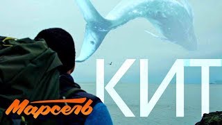 Марсель - Кит Скачать клип, смотреть клип, скачать песню