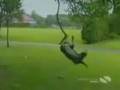 Hilarious Dog Clips - Youtube