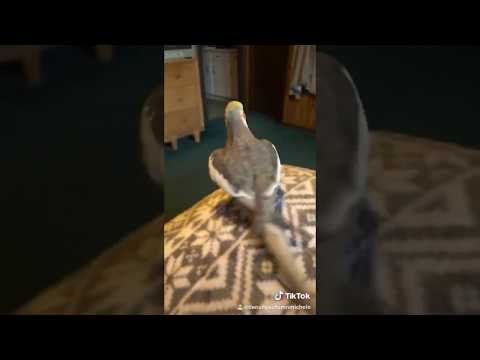 ANOTHER video of funny birds
