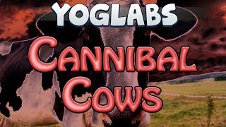 YogLabs - Cannibal Cows