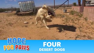 Epic Desert Dog Rescue Mission - A MUST SEE.  Please Share.