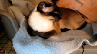 Coslinkar Cinnamon Siamese.AVI coslinkar 64 views 1 year ago Siamese Cats