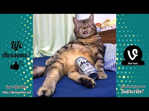 Try Not To Laugh - Funny Cats Video 2019 - Funniest Cats Fails Compilation