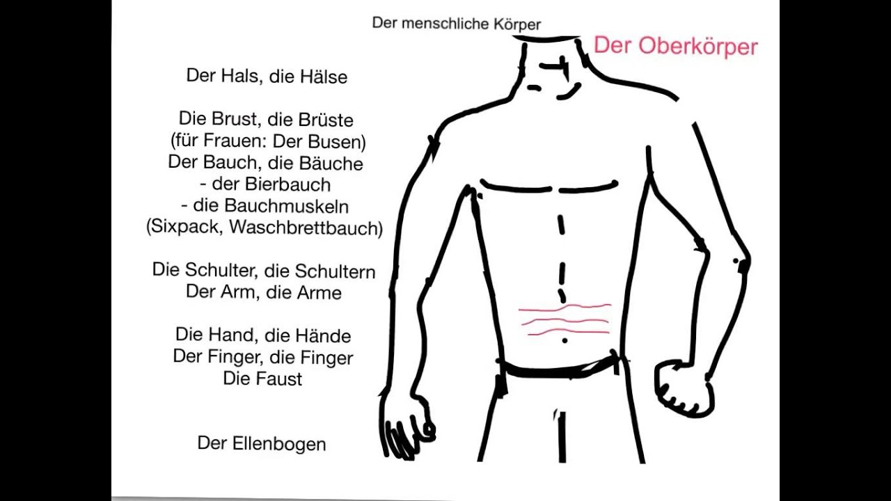 Lern German vocabulary: Human body parts - YouTube