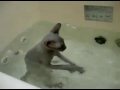 Gato que le gusta el agua