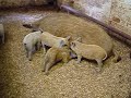 Polly the Mangalitza and her pure bred piglets.