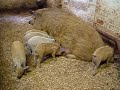 Polly the Mangalitza and her pure bred piglets.