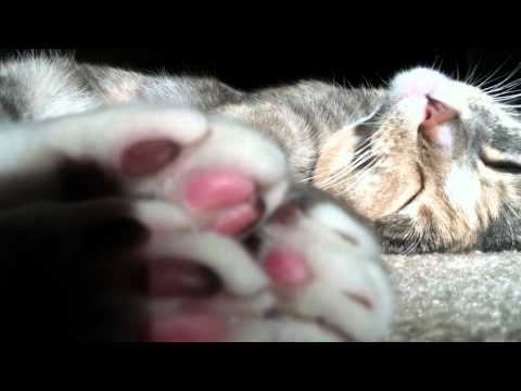 Cute Cats Youtube on Cute Kittens And Cats   Youtube