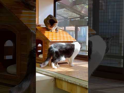 那須どうぶつ王国で撮影されたムギチャとクコの癒しのひととき〈2023年11月〉 サムネイル