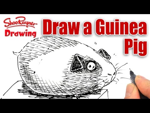 How to draw a cartoon Guinea Pig - Spoken Tutorial - YouTube