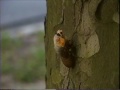 Cicadas 1996