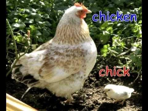 animals and their youngs - YouTube