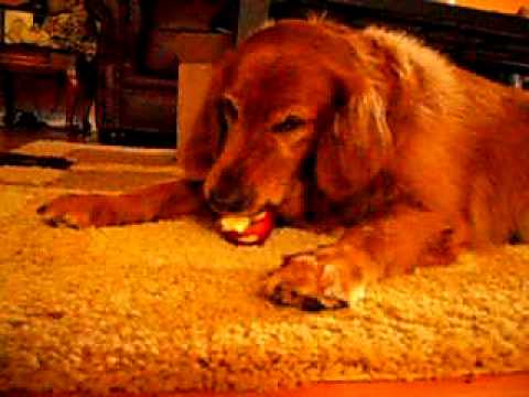Golden Retriever Eating Apple. 0 Yumi Eating Apple