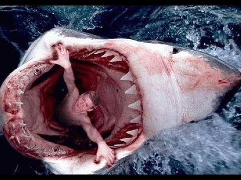 why are big fierce animals rare essay why are big fierce animals rare essay