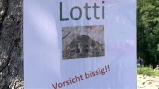 Turtle hunted in Germany after child is attacked