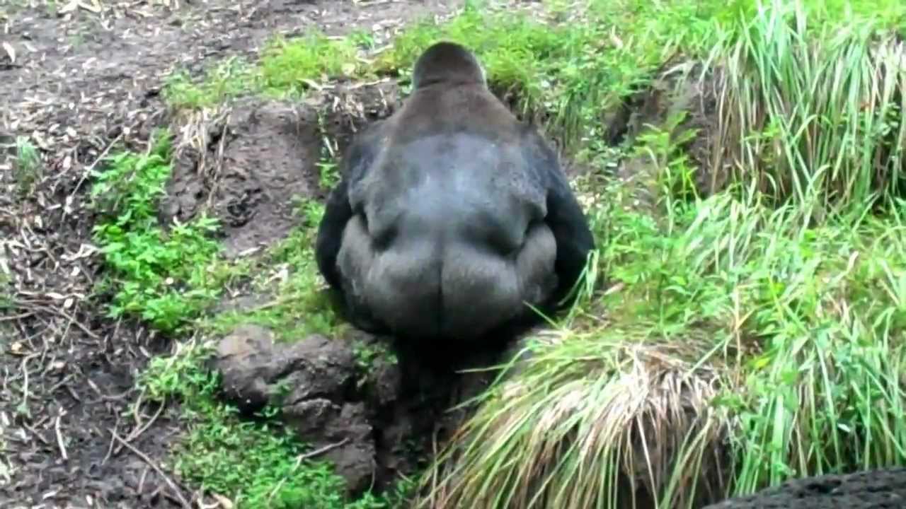 Gorilla eats his poop! haha YouTube