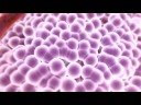 Cancer Research Animation