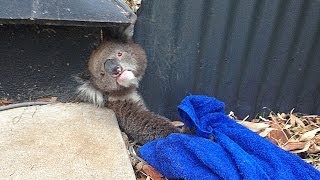 Rescuing A Stuck Koala