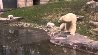 Raw: Twin Polar Bear Cubs Make Munich Zoo Debut