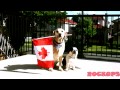 Funny video of pet dogs! - Canada Day ecards - Events Greeting Cards