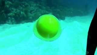 Watch what happens when you break an egg under water