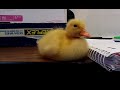 Baby Duck Can't Stay Awake