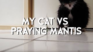 My Cat VS Praying Mantis