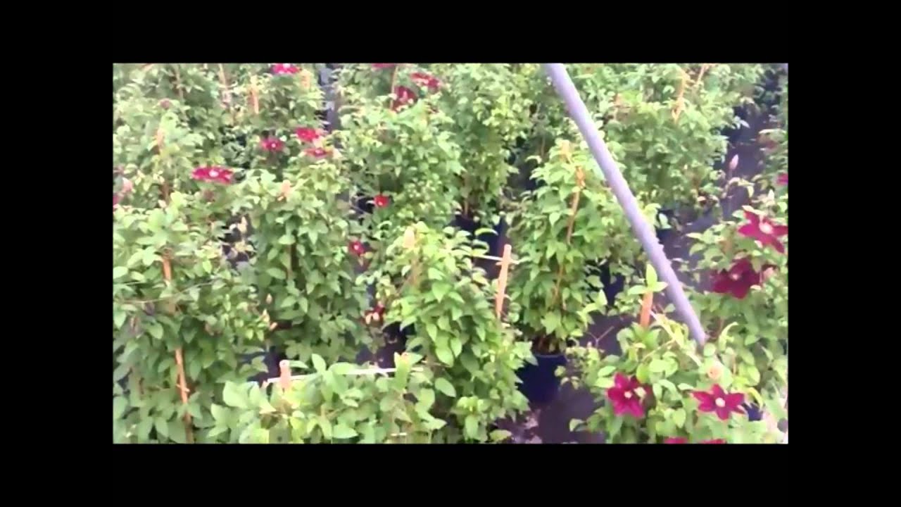 flowering best vines Flowering YouTube Vines Clematis    Rosemoor Best