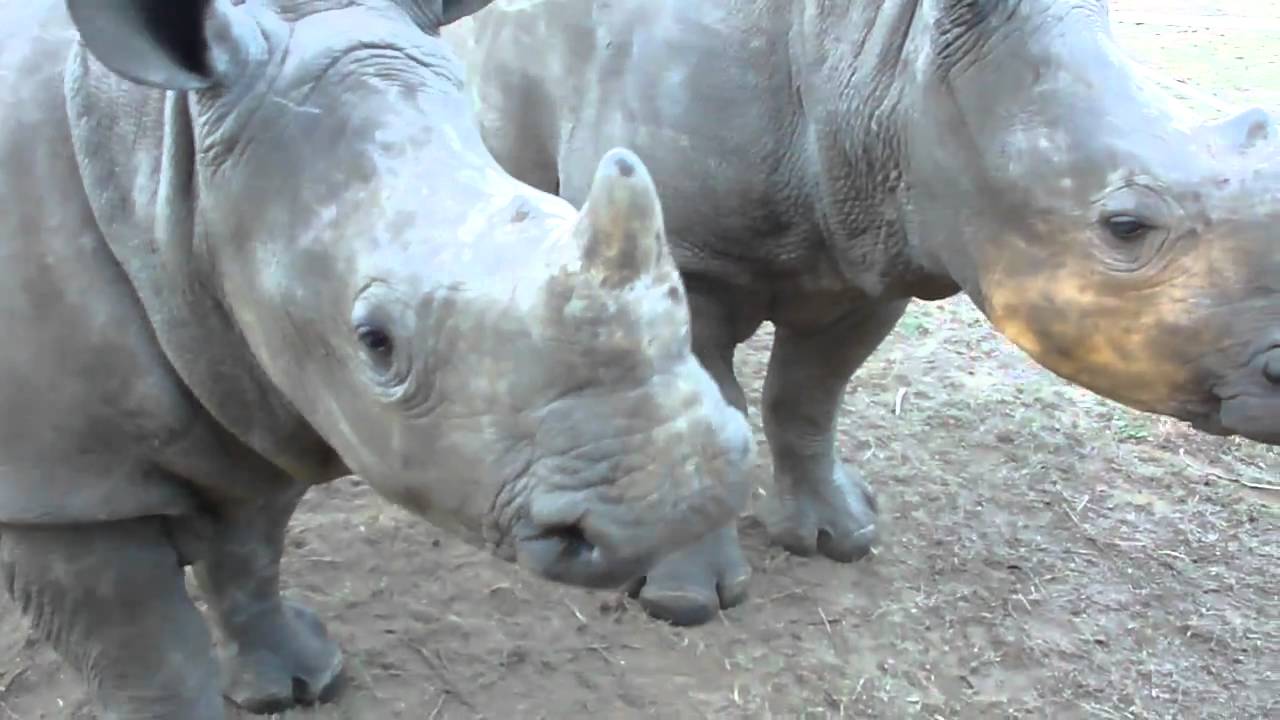 youtube rhinoceros sound
