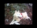 Cani-rando-Les Attelages de la Roche Percée