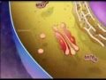 Cell Organelles And Their Function (BOTH 3D AND MICROSCOPIC VIEWS )